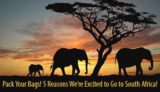 Pack Your Bags! 5 Reasons to Go to South Africa